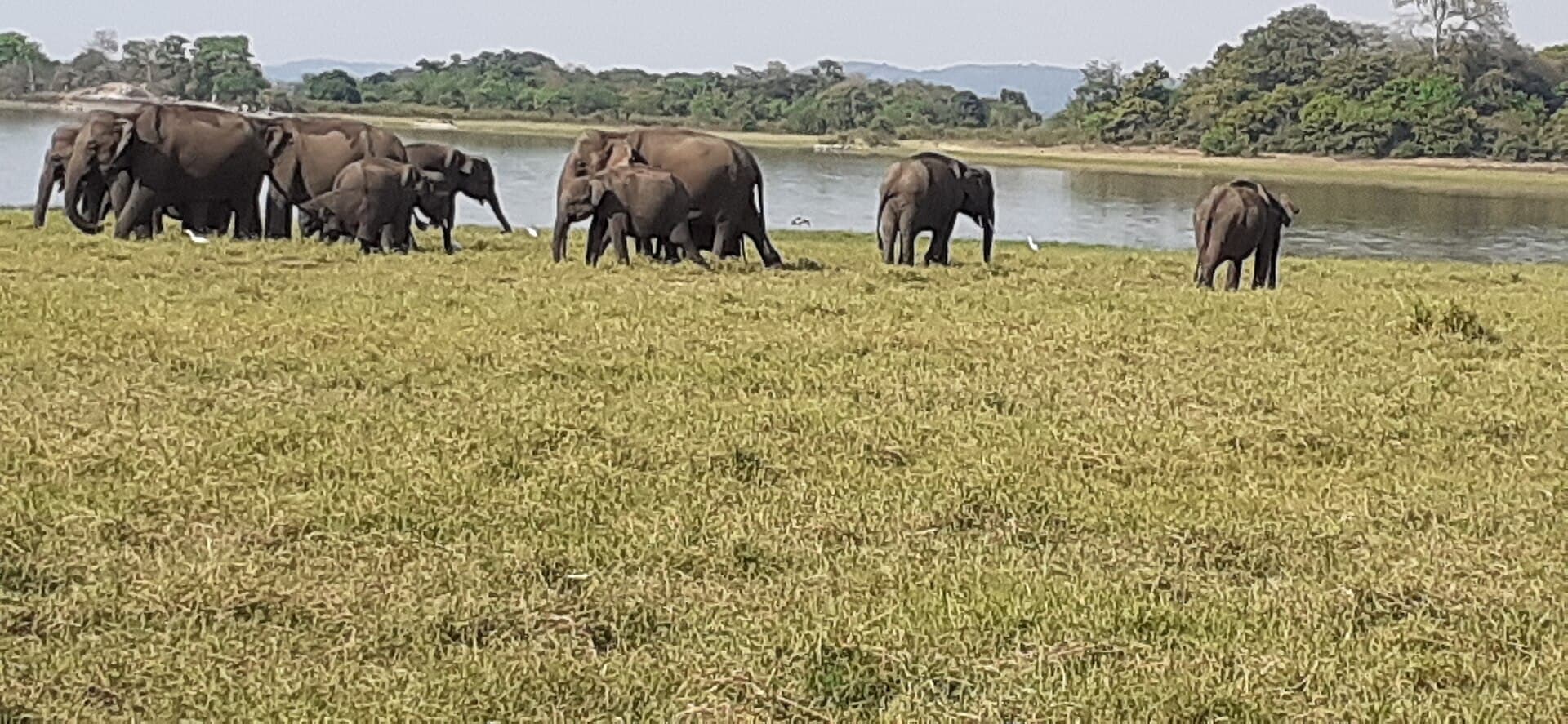 Minneriya National Park