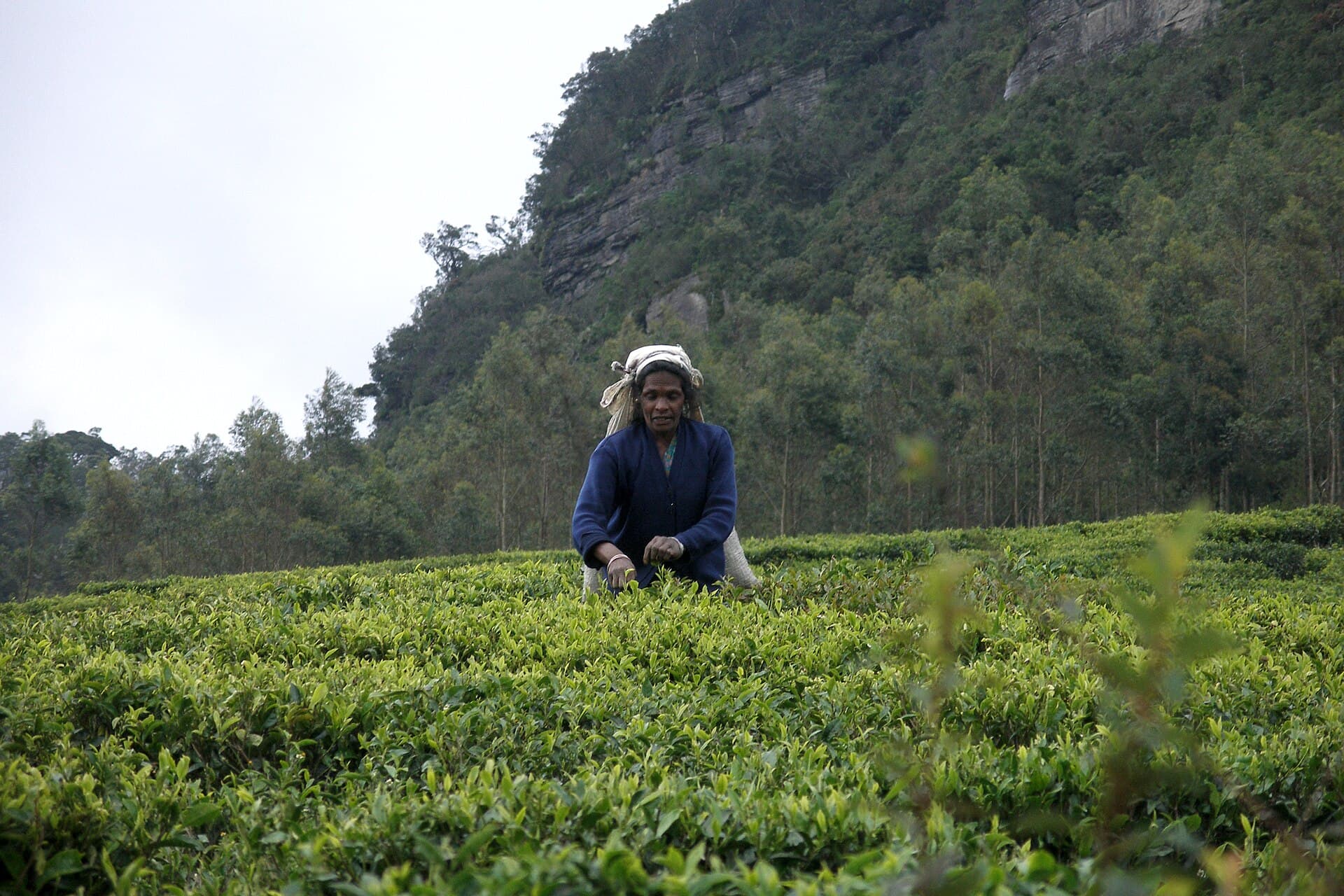 Explore Nuwara Eliya